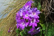 27 Primula irsuta (Primula hirsuta)